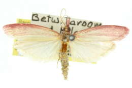 <i>Heosphora erasmia</i> resmi