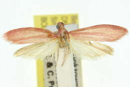 <i>Heosphora erasmia</i>的圖片