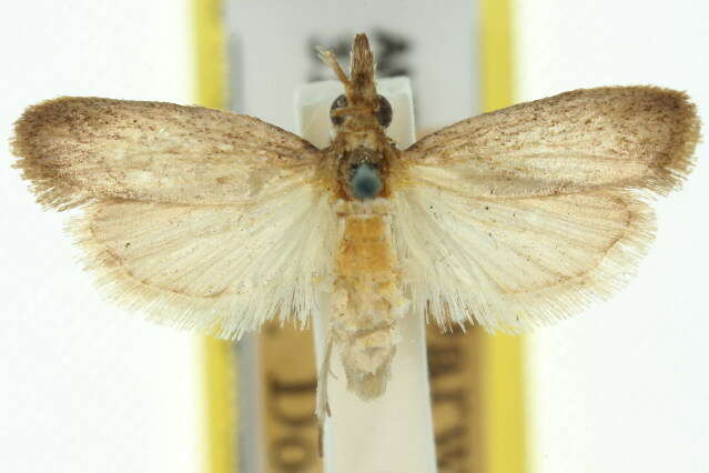 Emmalocera ctenucha resmi