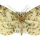 Image of Ectropis mniara Turner 1917