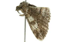 Image of <i>Cleora foldfinchi</i>