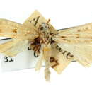 Image of Prionapteryx