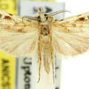 Image of Prionapteryx