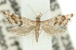 Image of Microchilo gelastis Meyrick 1887