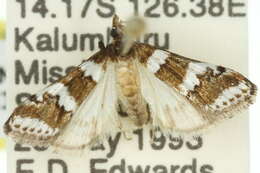 Image of Eurhythma latifasciella Turner 1904