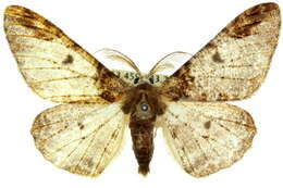 Image of <i>Amraica debrunnescens</i>