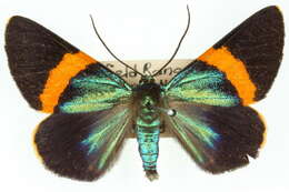 Image of Milionia aetheria Turner 1947