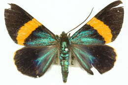 Image of Milionia aetheria Turner 1947