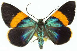 Image of Milionia aetheria Turner 1947