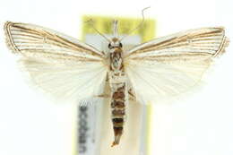 Image of <i>Friedlanderia phaeochorda</i>