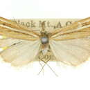 Imagem de Hednota xylophaea Meyrick 1887