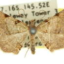 Image of Coelocrossa drepanucha Turner 1919