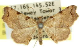 صورة Coelocrossa drepanucha Turner 1919