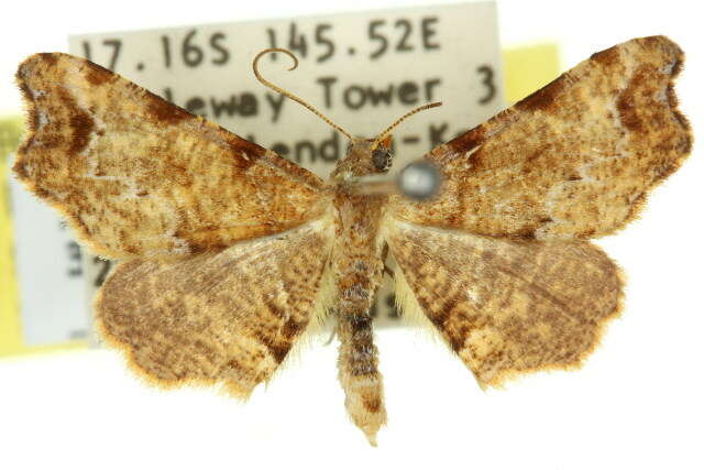 صورة Coelocrossa drepanucha Turner 1919