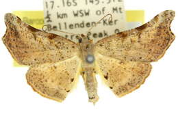 Image of Coelocrossa hypocrocea Turner 1919