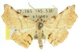 صورة Coelocrossa hypocrocea Turner 1919