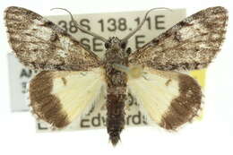 Image of Oxyphanes thiobapta Turner 1936