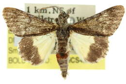 Image of Oxyphanes thiobapta Turner 1936