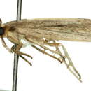 Image of Calamotropha dielota Meyrick 1886