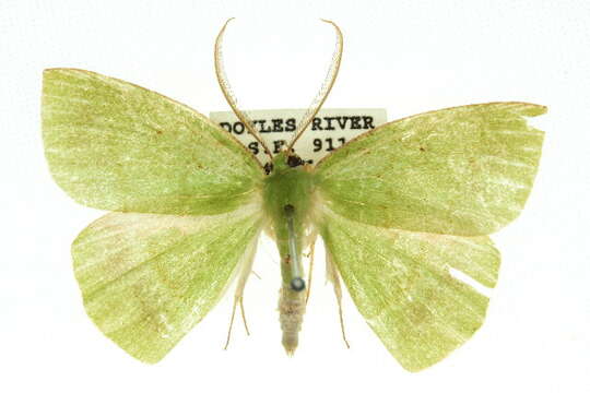 Image of Oenochlora imperialis Warren 1896