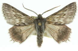 Image of Cyneoterpna alpina Goldfinch 1929