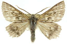 Image of Cyneoterpna alpina Goldfinch 1929