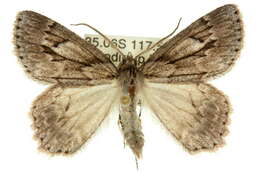 Image of Crypsiphona melanosema Meyrick 1888