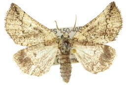 Image of Anomogenes morphnopa Turner 1932