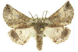 Image of Anomogenes morphnopa Turner 1932