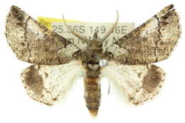 Image of Anomogenes morphnopa Turner 1932