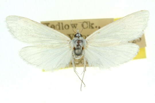 Image of Scirpophaga phaedima Common 1960