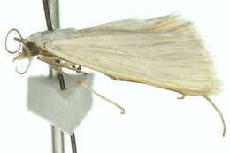 Image de Scirpophaga phaedima Common 1960