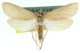 Image of Scirpophaga praelata Scopoli 1763