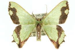 Image of Agathiopsis maculata Warren 1896
