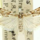 Image of Scoparia ithyntis Turner 1922