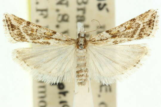 Image of Scoparia ithyntis Turner 1922