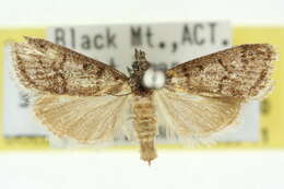 Image of Scoparia paracycla Lower 1902