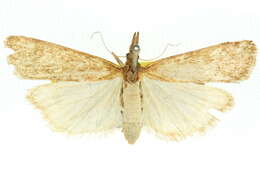 Image of Scoparia nephelitis Meyrick 1887