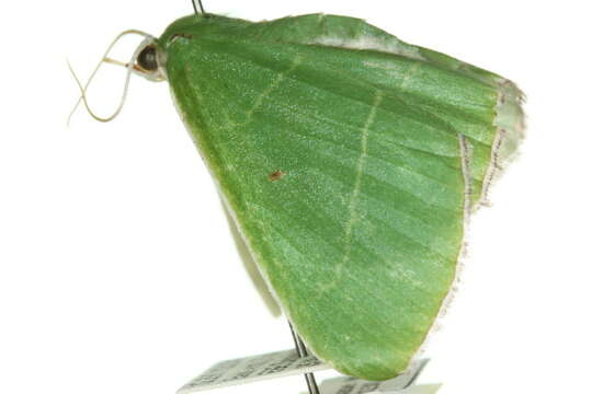 Image of Chrysochloroma megaloptera Lower 1894