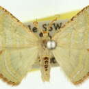 Image of Metallothea eucrostes Prout 1916