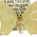 Image of <i>Cosmogonia decorata</i>