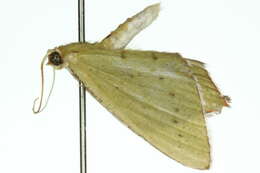 Image of <i>Cosmogonia decorata</i>