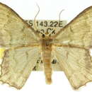 Image of Episothalma obscurata Warren 1896