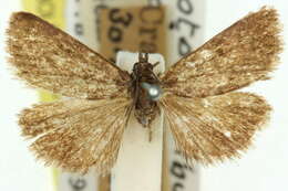 Image de Notocrambus holomelas Turner 1922