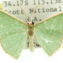 Image of Chlorocoma rhodocrossa Turner 1906