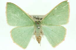 Image of Chlorocoma dichloraria Guenée 1857