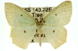 Image of Chlorocoma tetraspila Lower 1901