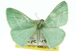 Image of Chlorocoma stereota Meyrick 1888