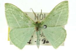 Image of Chlorocoma stereota Meyrick 1888