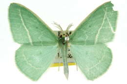 Image of Chlorocoma stereota Meyrick 1888